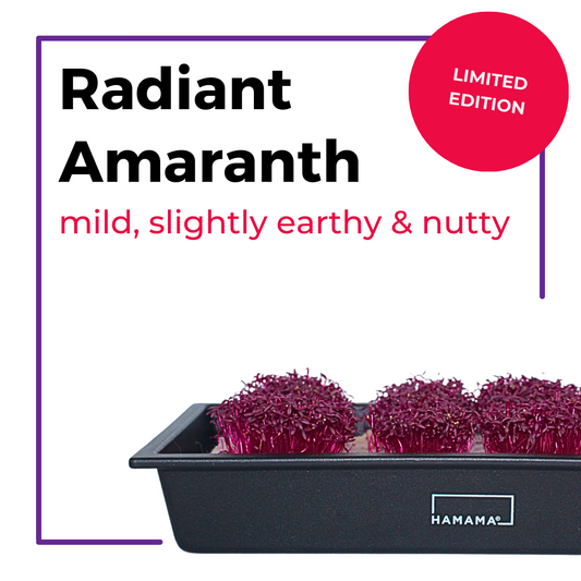 Radiant Amaranth Seed Quilts