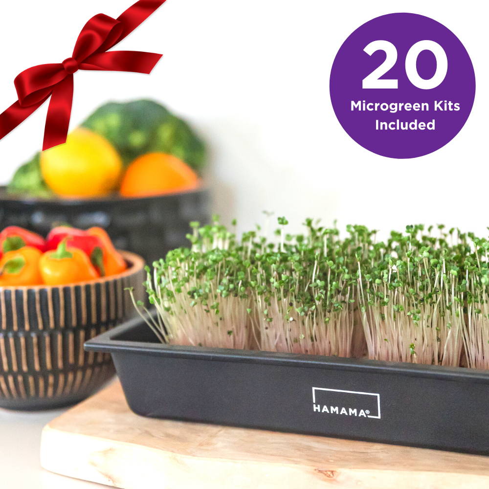 Case of 20 Microgreen Kits - Gift – Hamama