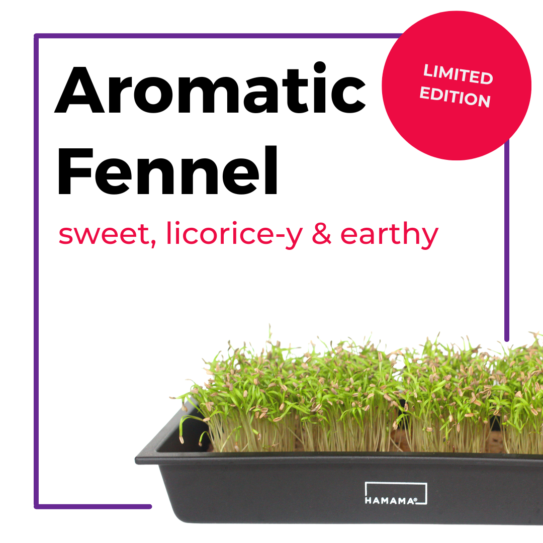 Aromatic Fennel 10-Pack