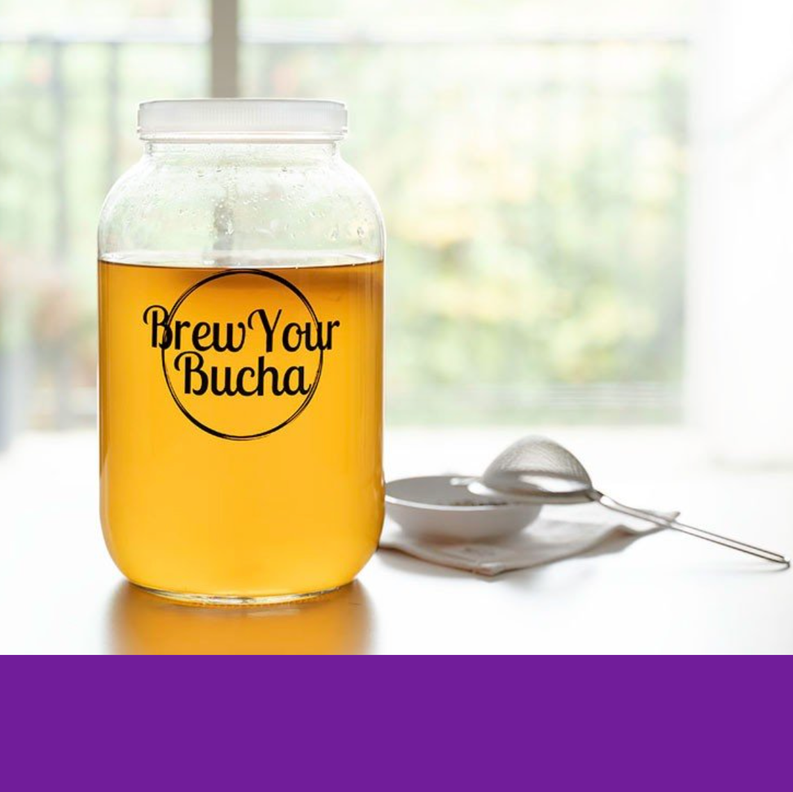 Healthy SCOBY: What Does a Healthy Kombucha SCOBY Look Like? - Bucha Brewers