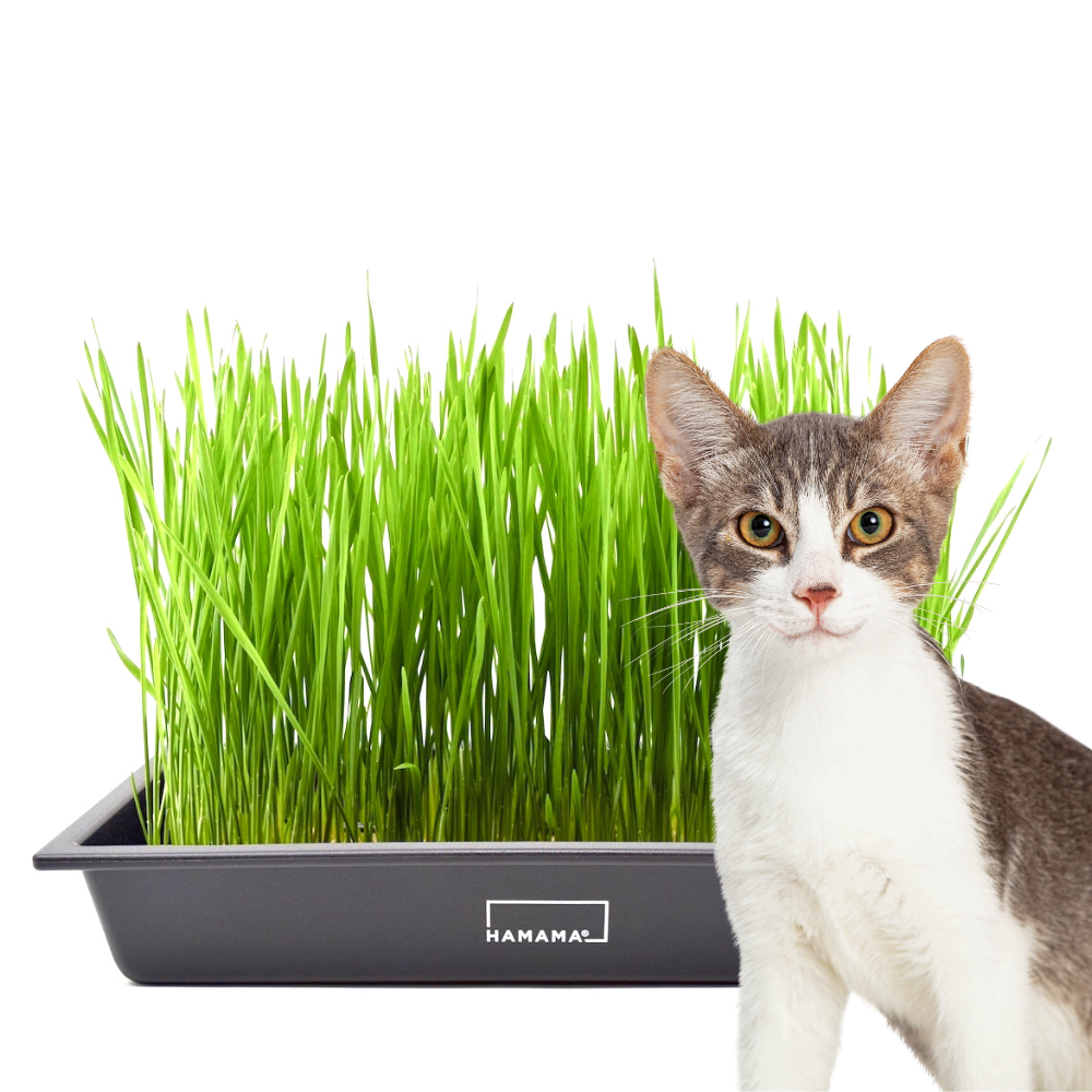 Grow Your Own Cat Grass Kit, Organic Cat Grass Growing Kit DIY Cat