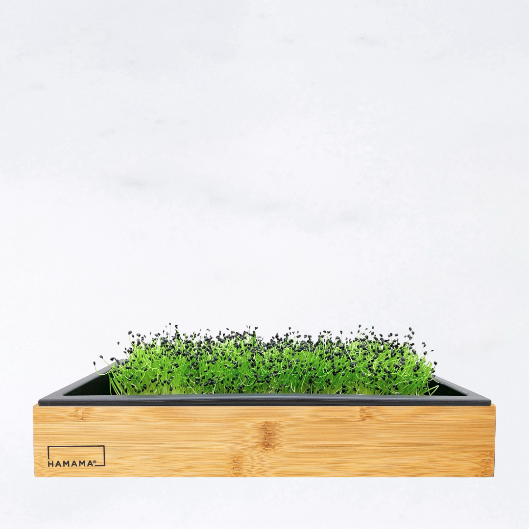 Oniony Leeks Growing Diary