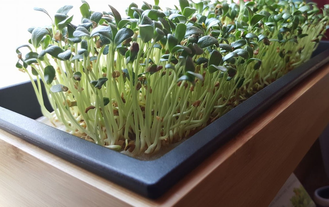 Fenugreek - Effects on Lactation