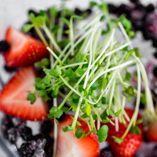 7 Sustainable Ways Hamama Puts More (Micro)Greens in Your Life