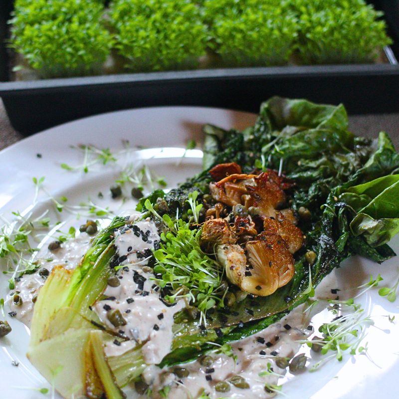 Grilled Romaine Salad with Blue Oyster Mushrooms