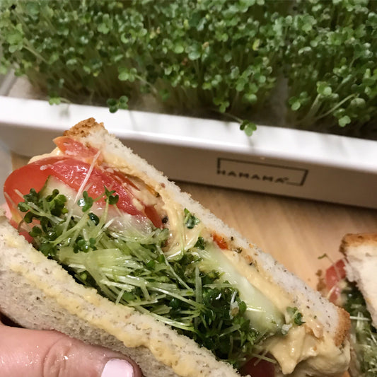 Hot Wasabi Lunch Sandwich