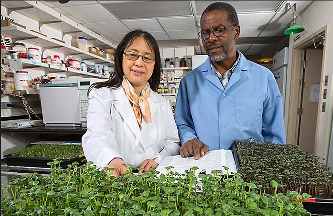 Which Minerals Are in Microgreens?