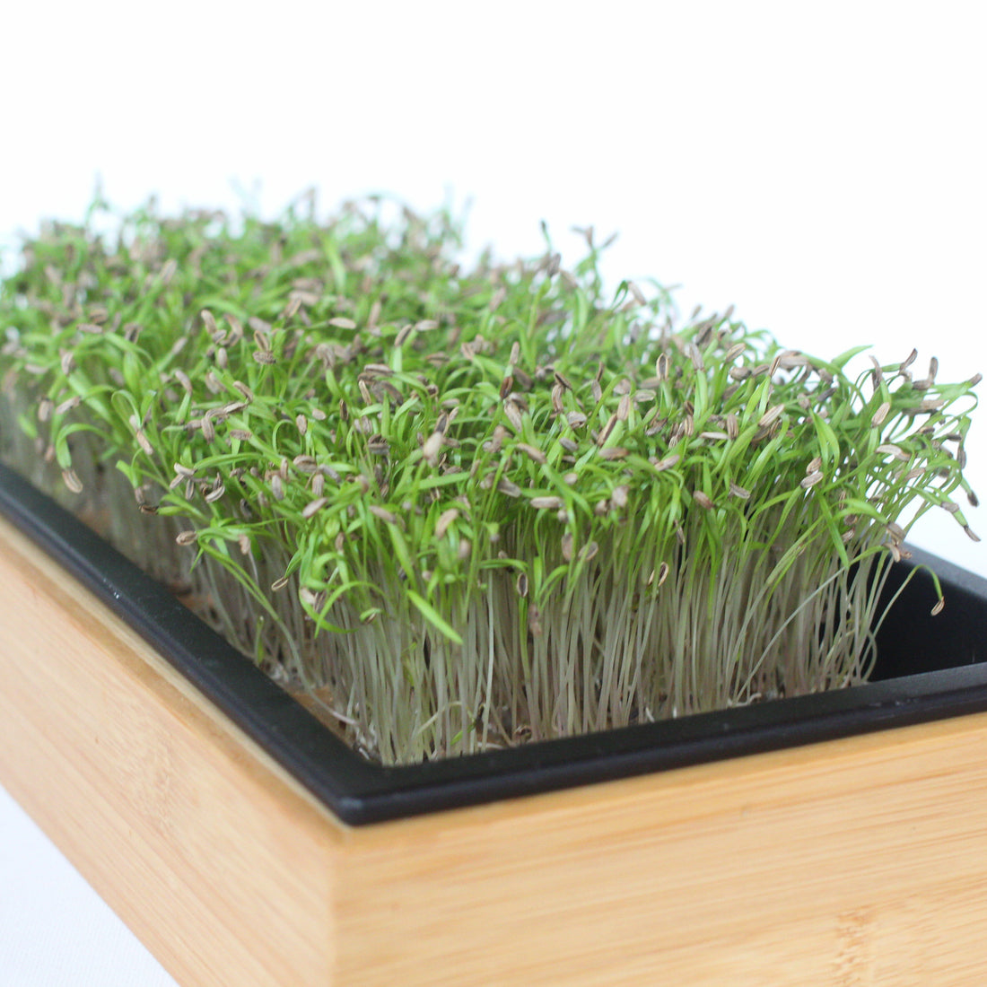 Aromatic Fennel Growing Diary