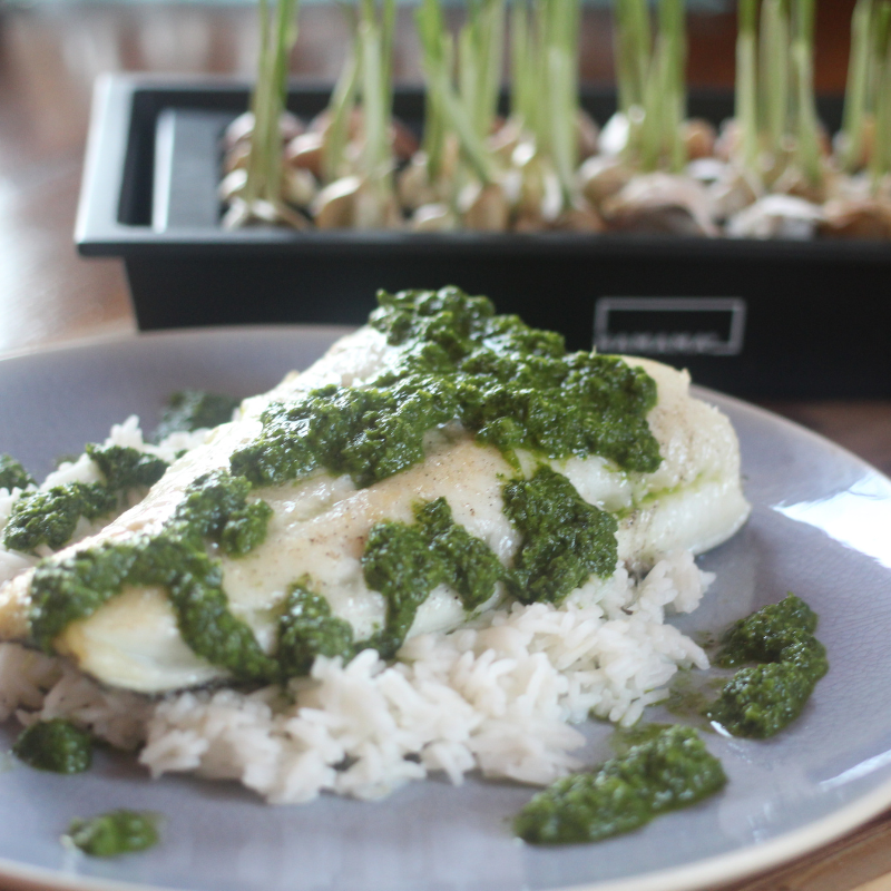 Garlic Greens Chimichurri Sauce