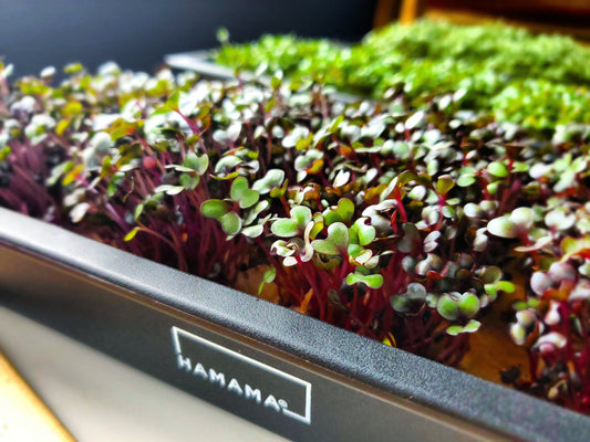 Meet Your Microgreens!