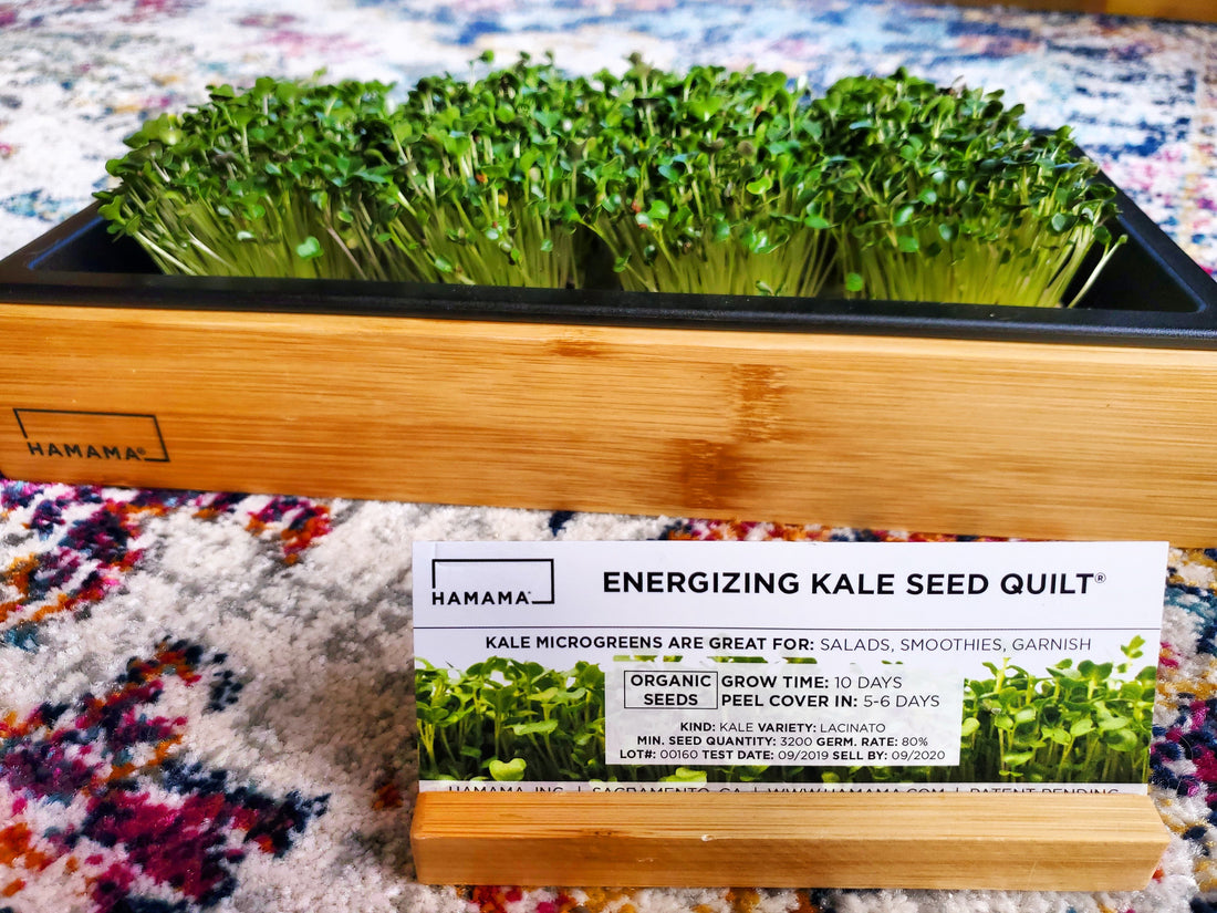 Diary of an Energizing Kale Microgreen!