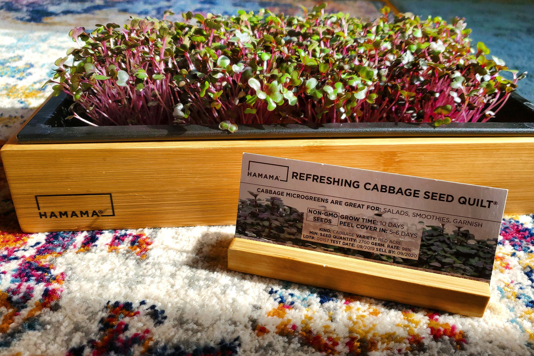Diary of A Refreshing Cabbage Microgreen