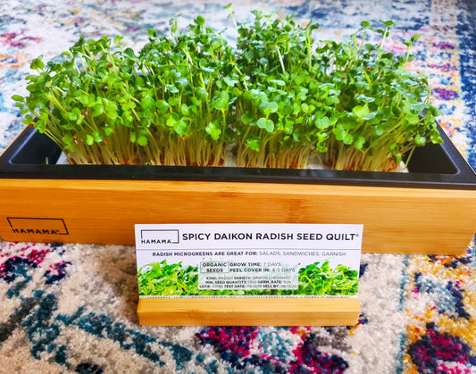 Diary of a Spicy Daikon Radish Microgreen!