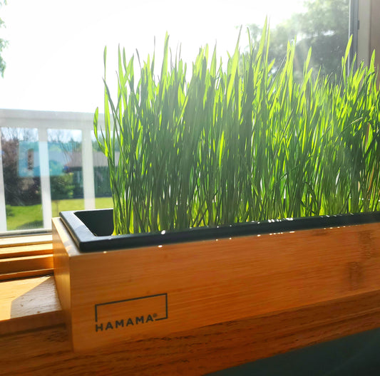 The Medical Use of Wheatgrass
