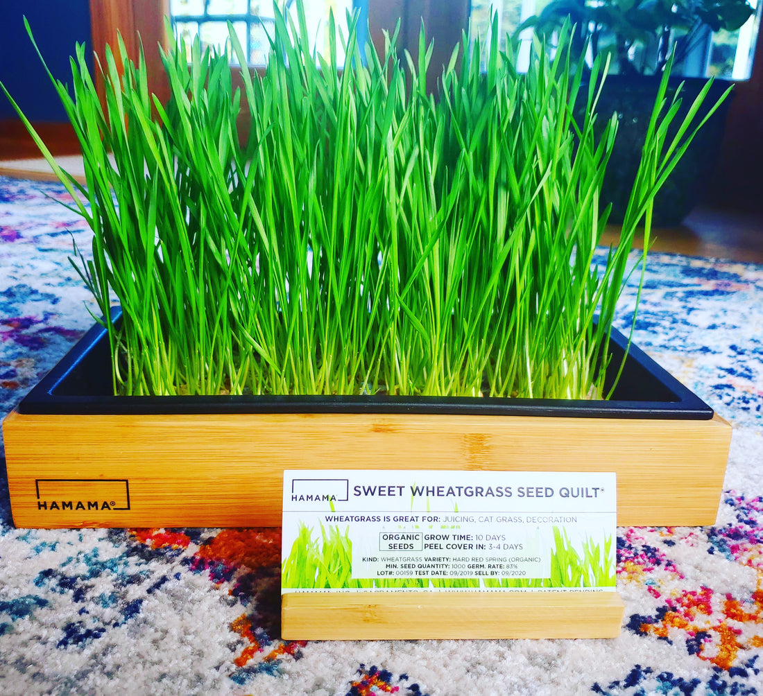 Diary of a Sweet Wheatgrass Microgreen!