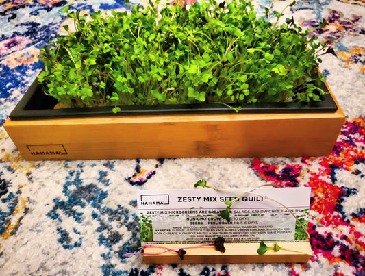 Diary of a Zesty Mix Microgreen🌱