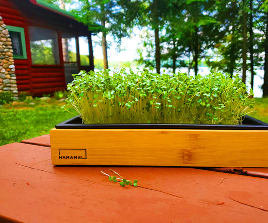 Diary of a Hearty Broccoli Microgreen!