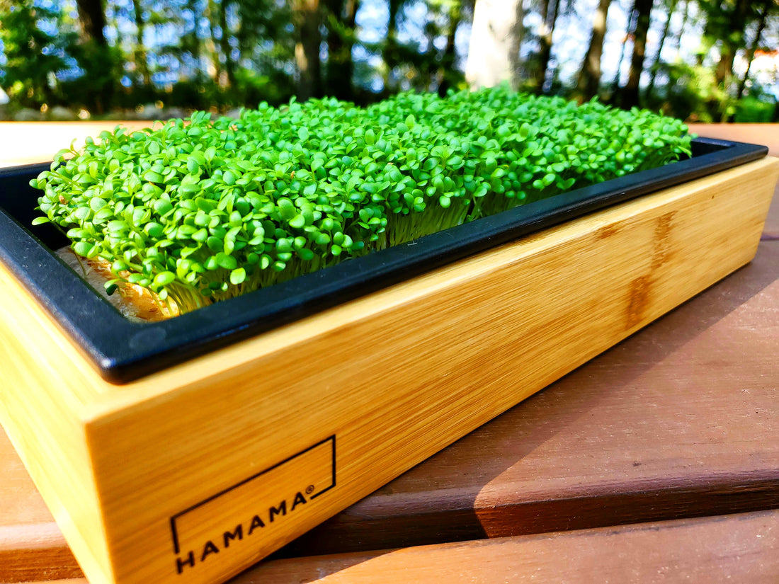 Diary of an Earthy Clover Microgreen!