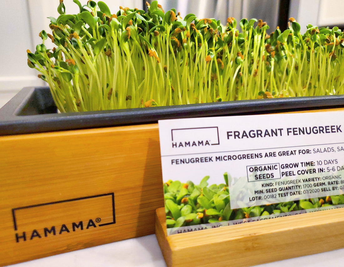Diary of A Fenugreek Microgreen!