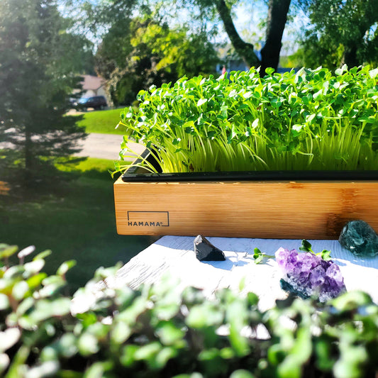 How Your Climate Can Affect Your Microgreens