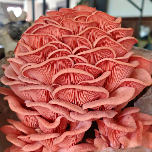Pink Oyster Mushroom Growing Guide