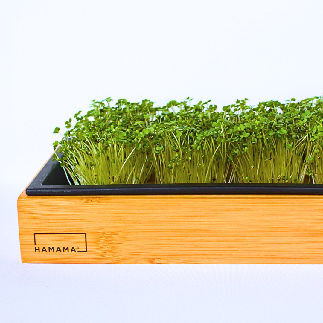 Rutabaga Microgreens Growing Guide