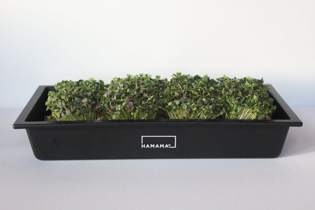 Succulent Bok Choy Microgreens Growing Guide