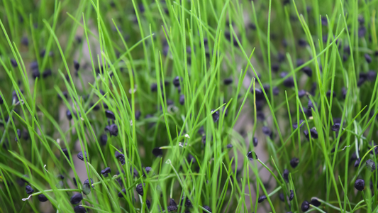 Garlicky Chives Growing Diary