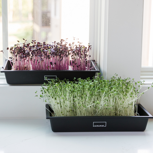 3 Interesting Facts about Microgreens!
