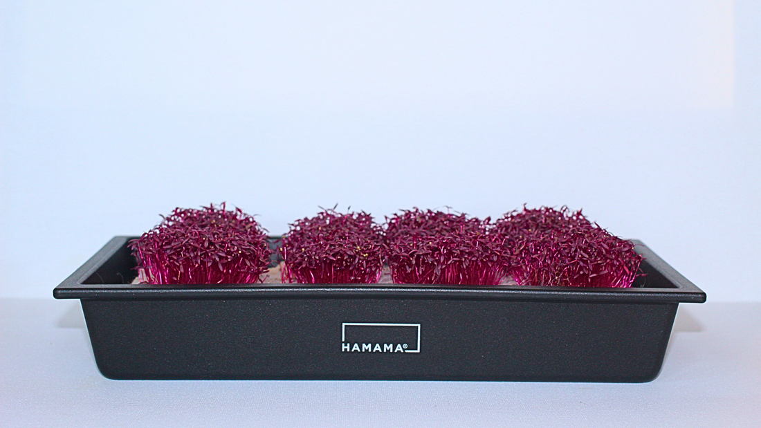 Radiant Amaranth Growing Guide