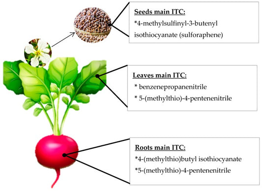 Functional Ingredients From Brassicaceae Species: Overview and Perspectives
