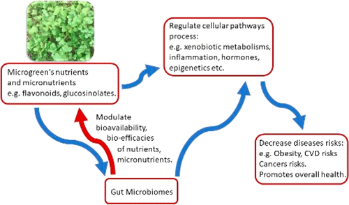 The Science behind Microgreens as an Exciting New Food for the 21st Century