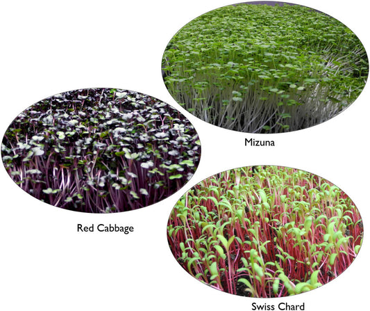 Microgreen Nutrition, Food Safety, and Shelf Life: A Review