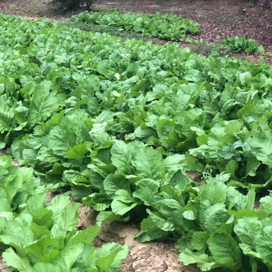 Brittany's Collard Greens