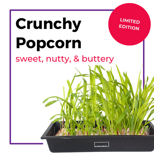 Crunchy Popcorn Microgreens Growing Guide