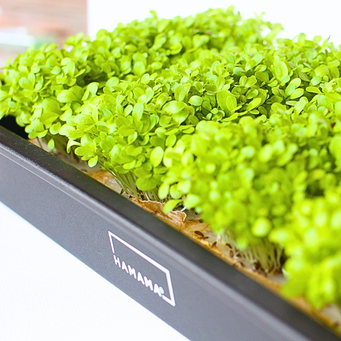 Romaine Microgreens Growing Guide