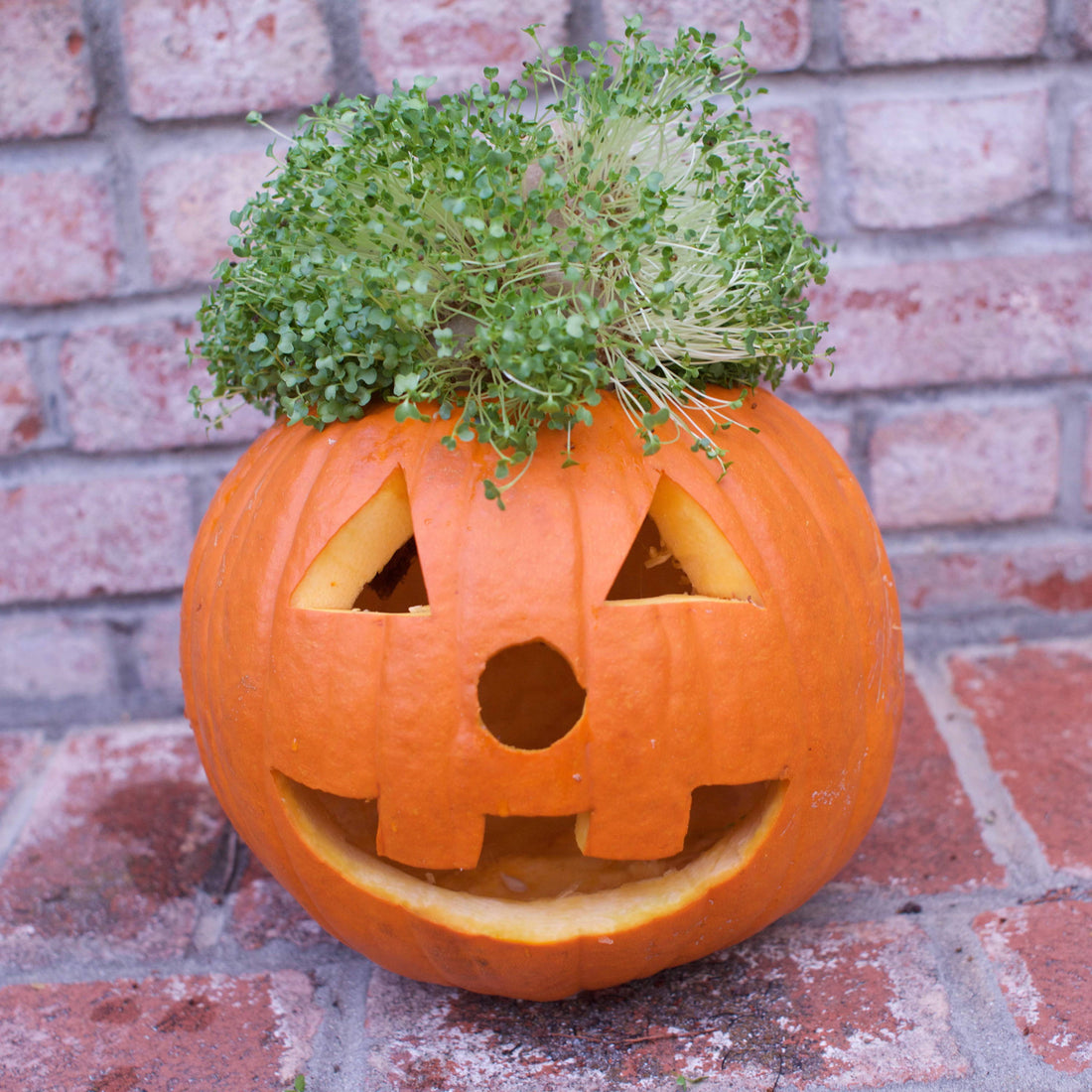 The HAMAMA Halloween How-To