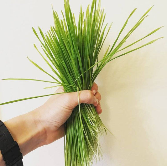 How To Grow Wheatgrass At Home The Foolproof Way