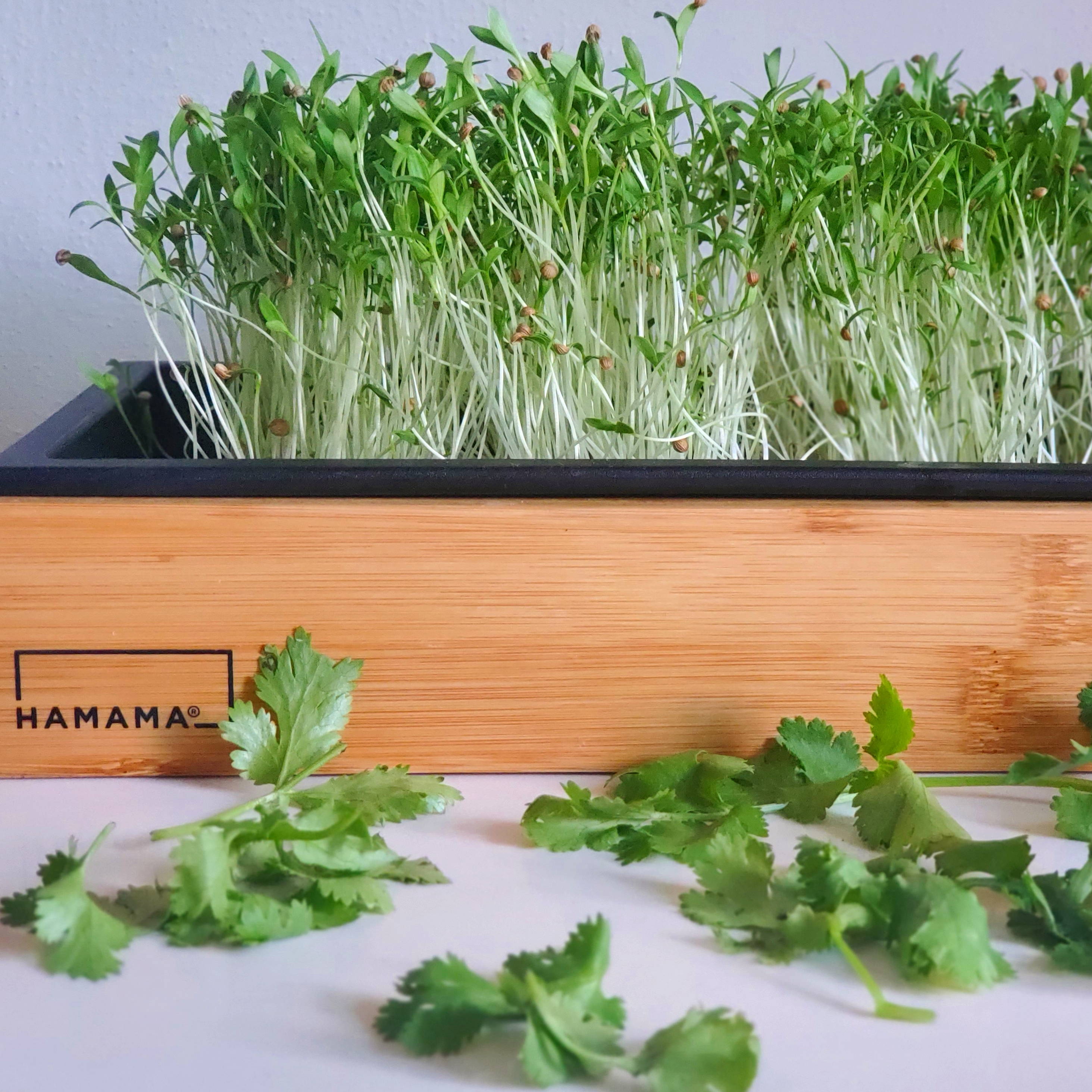 Diary of a Culinary Cilantro Microgreen – Hamama