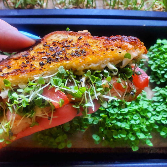 Gourmet Grilled Cheese with Tomatoes, Dijon & Basil Microgreens