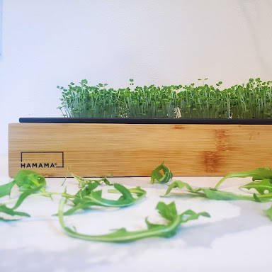 Peppery Arugula Has Arrived!