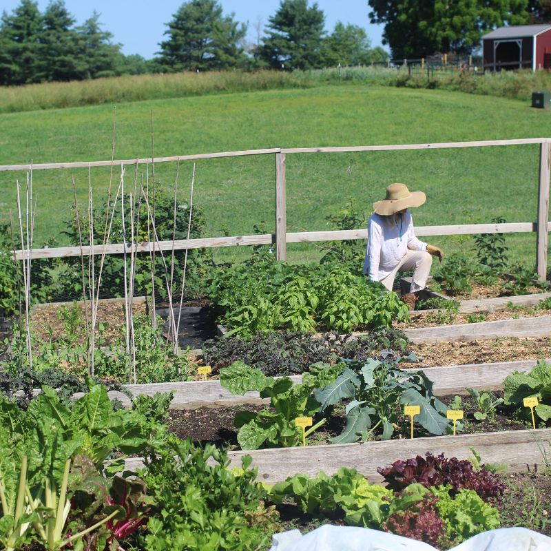Is growing your own food cheaper than buying it?