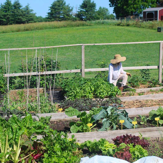 Is growing your own food cheaper than buying it?