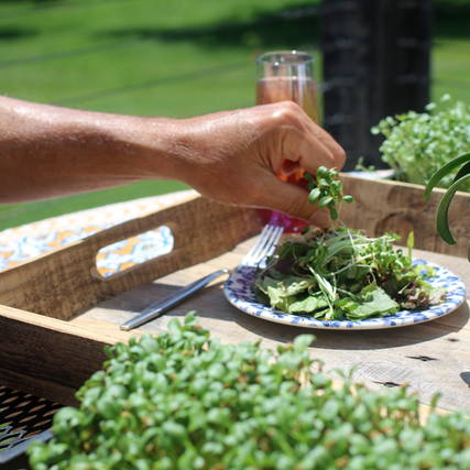 10 Reasons to Love Growing Microgreens at Home with Hamama