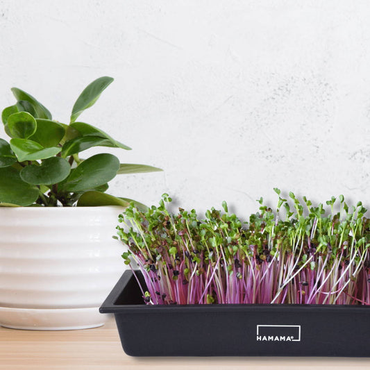 10 Reasons to Grow More Microgreens this Spring