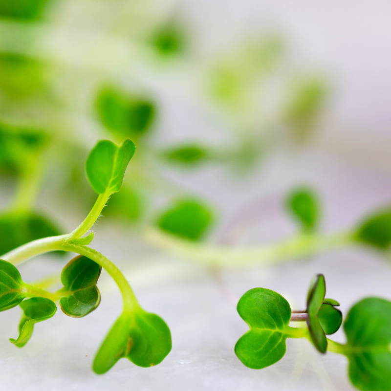 Microgreens vs. Baby Greens/Mature Veggies
