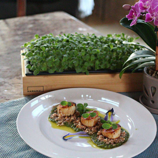 Scallop, Farro & Cucumbery Borage Microgreens with Lemon Basil Sauce