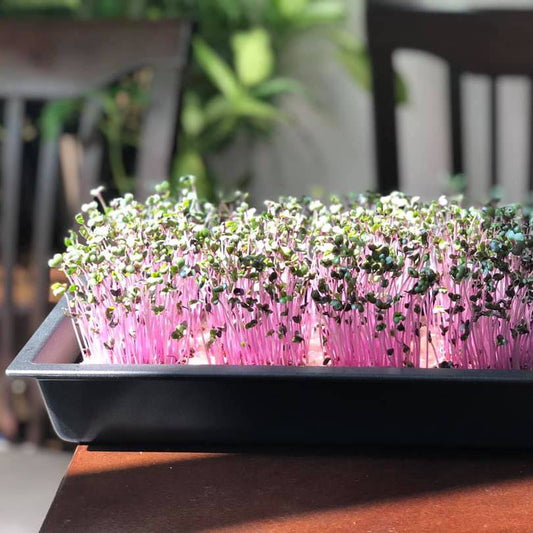 How to Start Your Own Zen Microgreen Garden