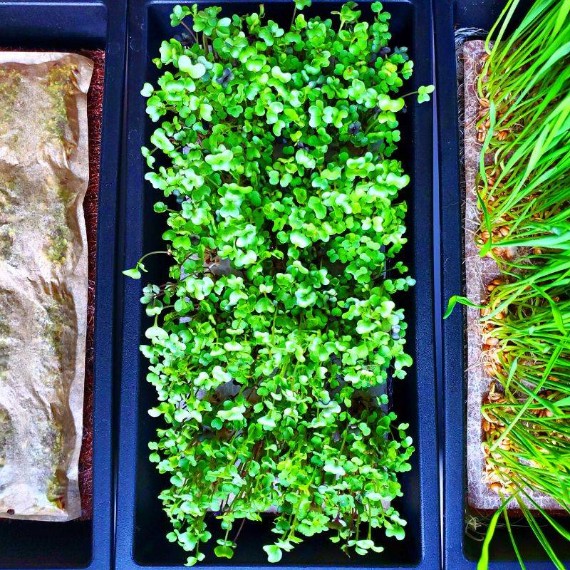 Hamama’s Nutritional Guide to Microgreen Superfood