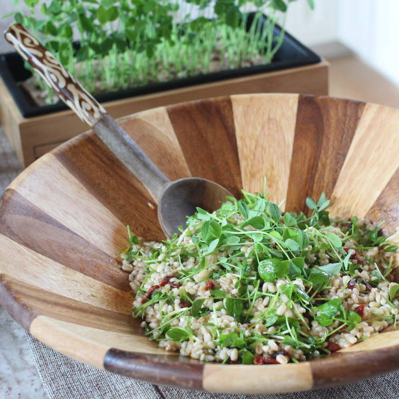 Moroccan Barley & Springtime Pea Shoot Microgreen Salad